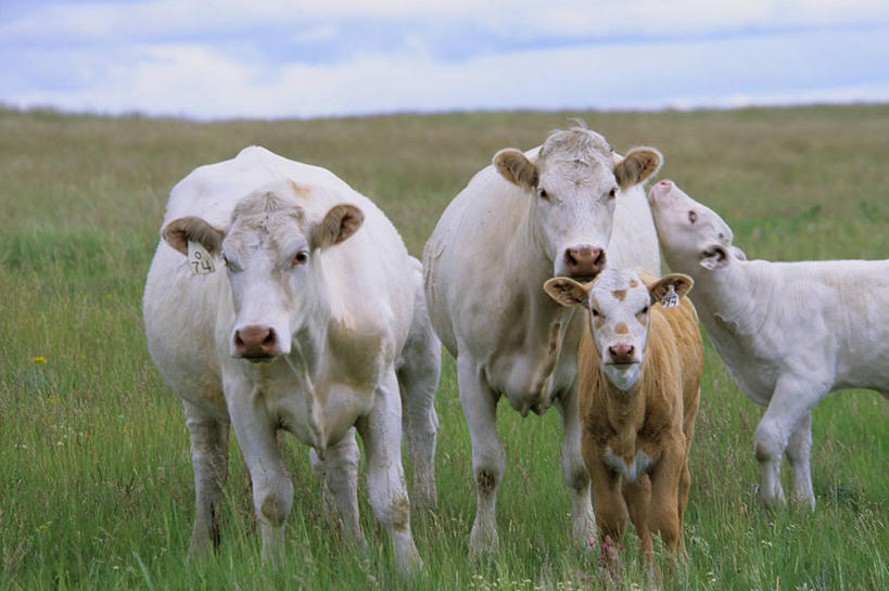 无人,站,横图,室外,白天,正面,旅游,度假,草地,草原,美景,植物,牛,加拿大,阴影,光线,影子,景观,旷野,云,云朵,云彩,注视,娱乐,草,蓝色,绿色,白云,蓝天,天空,阳光,自然,动物,天,观察,看,站着,享受,休闲,广阔,宽广,家畜,景色,放松,友好,四头,牲畜,晴朗,观看,生态,和睦,察看,北美,北美洲,友爱,关注,宽阔,自然风光,原野,美洲,北亚美利加洲,亚美利加洲,广大,萨省,萨斯喀彻温省,交情,群落,生态系统,生物圈,种群,晴空,抬头,仰头,站立,半身,彩图