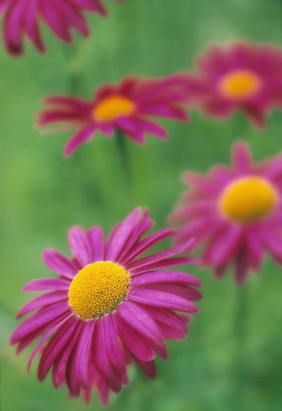 无人,竖图,俯视,室外,特写,白天,花海,花圃,美景,植物,叶子,阴影,朦胧,模糊,新鲜,盛开,光线,影子,景观,花蕾,花,花瓣,花朵,花卉,鲜花,粉色,绿色,阳光,自然,花丛,花束,花田,花苞,花蕊,景色,金花菊,青春,生命,自然风光,和平,安详,王爷葵,冷色,肿柄菊,彩图,高角度拍摄