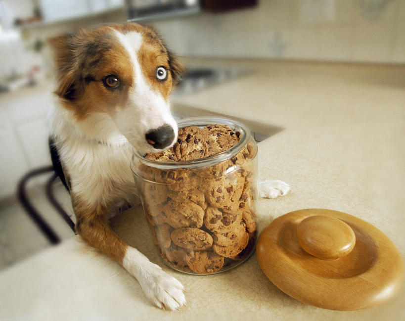 点心,无人,站,横图,室内,白天,正面,厨房,桌面,桌子,宠物,狗,椅子,朦胧,模糊,木制,罐子,木椅,食品,营养,注视,玻璃制品,食物,一个,一只,动物,玻璃瓶,木制品,瓶子,饼干,零食,观察,看,趴着,站着,可爱,单个,观看,察看,狗粮,关注,饲料,忠诚,犬,趴,站立,半身,彩图,灶间,狗饼干,犬粮
