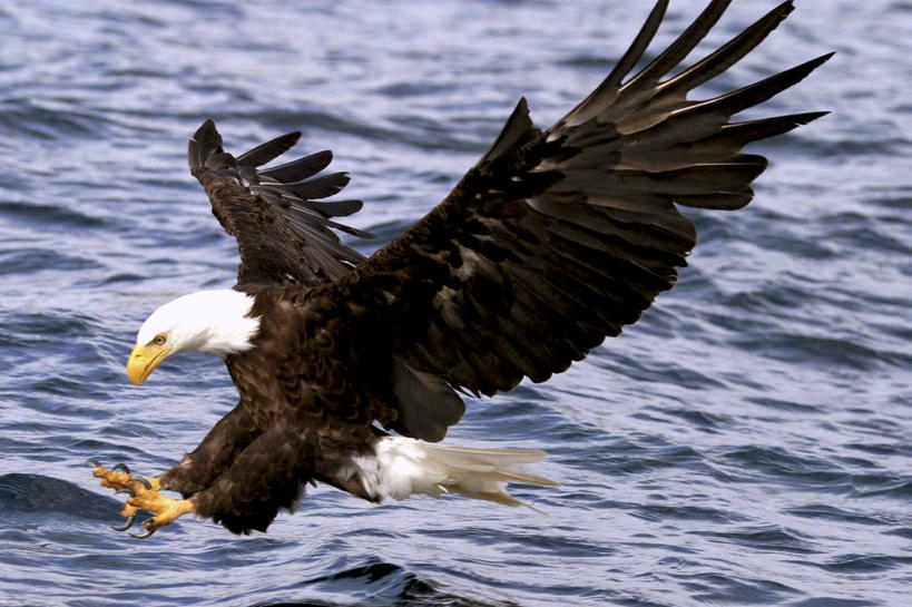 无人,横图,室外,白天,侧面,河流,美景,水,鸟,野生动物,加拿大,飞翔,伸展,张开,展翅,阴影,波纹,飞行,光线,翅膀,鸟类,影子,河水,景观,水流,翱翔,注视,飞,一只,水纹,阳光,自然,动物,波浪,观察,看,景色,观看,察看,北美,北美洲,关注,自然风光,美洲,白头鹰,凶猛,张开翅膀,海雕,白头海雕,北亚美利加洲,亚美利加洲,美洲雕,卑诗省,不列颠哥伦比亚,不列颠哥伦比亚省,夏洛特皇后群岛,展开翅膀,残暴,凶残,彩图,全身,卑斯省