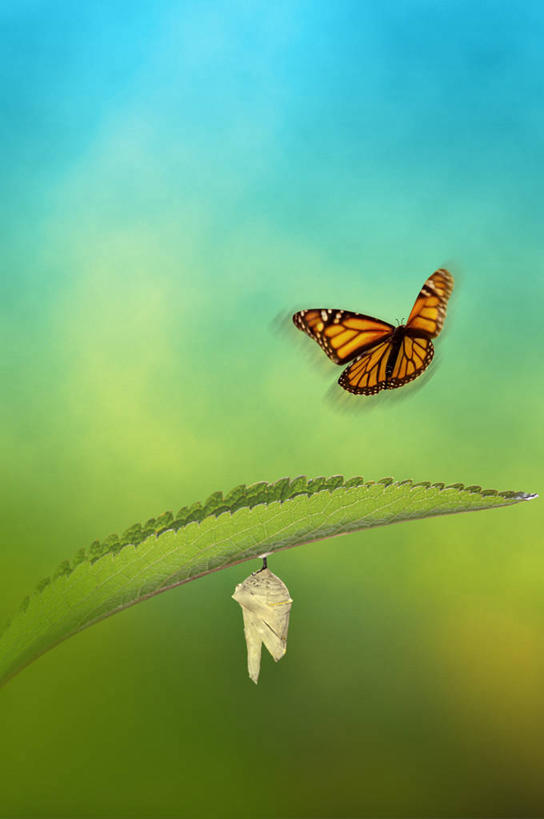 无人,竖图,室外,白天,正面,旅游,度假,美景,植物,蝴蝶,叶子,飞翔,伸展,张开,展翅,朦胧,模糊,飞行,翅膀,昆虫,景观,绿叶,翱翔,娱乐,飞,一只,绿色,自然,动物,享受,休闲,嫩叶,景色,放松,生长,成长,黑脉金斑蝶,自然风光,益虫,张开翅膀,帝王蝶,大桦斑蝶,黑脉桦斑蝶,展开翅膀,叶,叶片,彩图,全身