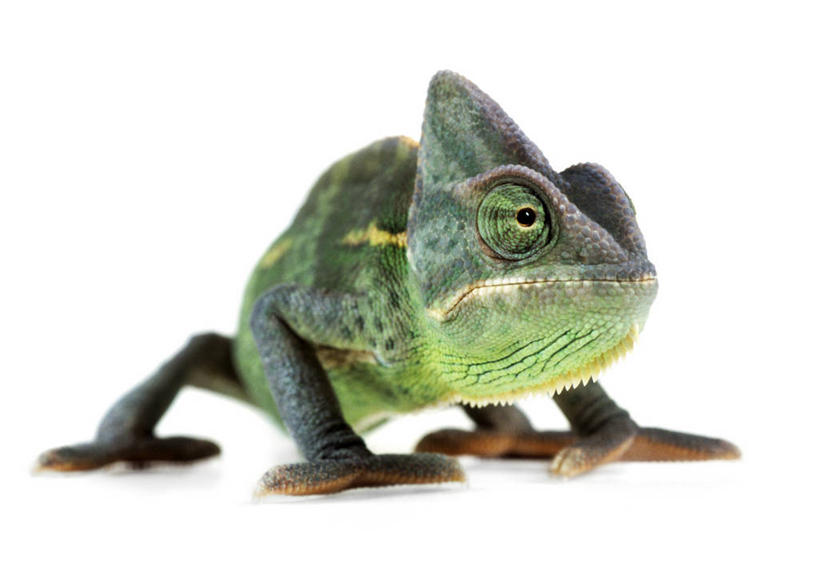 无人,横图,室内,白天,白色背景,侧面,变色龙,野生动物,注视,一只,动物,观察,看,趴着,摄影,影棚,观看,察看,关注,避役,趴,彩图,全身,影棚拍摄,拍摄