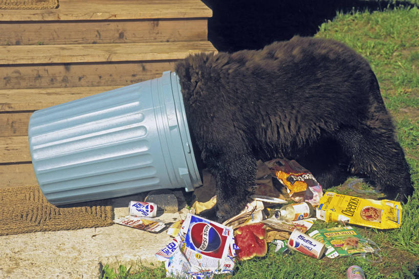 无人,站,横图,室外,白天,侧面,游戏,美景,楼梯,野生动物,熊,黑熊,阴影,环保,光线,影子,阶梯,景观,垃圾桶,玩,娱乐,台阶,一只,阳光,自然,动物,容器,站着,休闲,景色,能源,钻,活动,储藏,垃圾箱,回收,资源,北美,北美洲,储存,发泄,消遣,智力,自然风光,美洲,凶猛,利用,低碳,循环,洛矶山脉,落基山脉,北亚美利加洲,亚美利加洲,宣泄,持续,黑瞎子,熊瞎子,残暴,凶残,玩耍,嬉戏,站立,彩图,全身,贮存