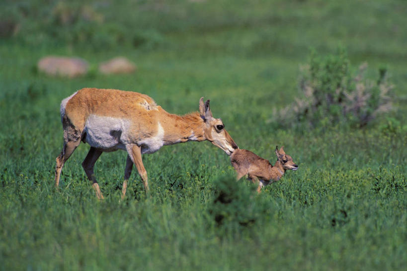 无人,公园,横图,室外,白天,侧面,旅游,度假,草地,草坪,美景,植物,野生动物,羊,美国,阴影,光线,羚羊,影子,景观,娱乐,草,绿色,阳光,自然,动物,两只,享受,休闲,景色,放松,可爱,活泼,北美,北美洲,国家公园,自然风光,美洲,舔舐,黄石国家公园,怀俄明州,怀俄明,黄石公园,北亚美利加洲,亚美利加洲,平等之州,彩图,全身