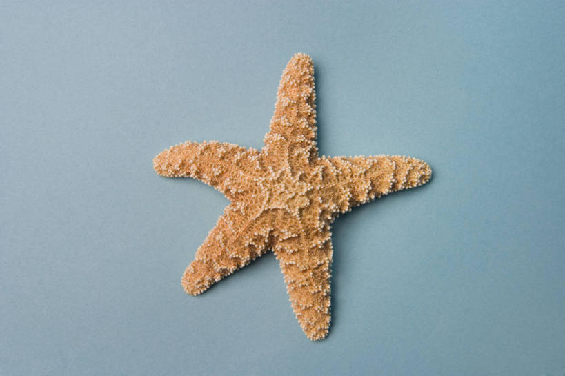 无人,横图,俯视,室内,特写,白天,幸福,海星,蓝色背景,辉煌,布置,海洋生物,一只,自然,动物,温暖,橙色,生物,摄影,活泼,影棚,华丽,暖色,安排,温情,炽热,响亮,跃动,安顿,安放,安置,甜蜜,棘皮动物门,星鱼,彩图,高角度拍摄,全身,影棚拍摄,愉快,拍摄