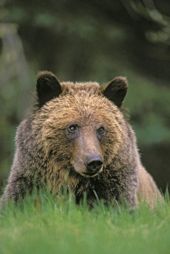 无人,站,走,竖图,室外,特写,白天,正面,草地,草坪,植物,野生动物,阴影,光线,影子,注视,草,一只,绿色,阳光,动物,观察,看,站着,可爱,活泼,观看,察看,关注,浣熊,白鼻豿,步行,散步,站立,走路,半身,彩图