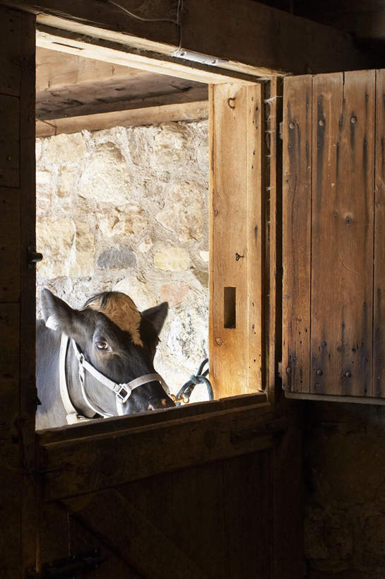 脸,头,脸颊,无人,家,木屋,农场,站,竖图,室内,白天,侧面,畜牧业,牧场,窗户,门,牛,加拿大,阴影,光线,影子,注视,玻璃窗,住宅,一只,阳光,动物,门框,观察,看,站着,家畜,牲畜,观看,察看,北美,北美洲,关注,美洲,多伦多,畜牧,省会,牧业,北亚美利加洲,亚美利加洲,安大略省,安省,北方好莱坞,多伦多市,头部,脸部,脸蛋,面部,站立,半身,彩图,茅舍,茅屋,棚屋,小木屋,小屋