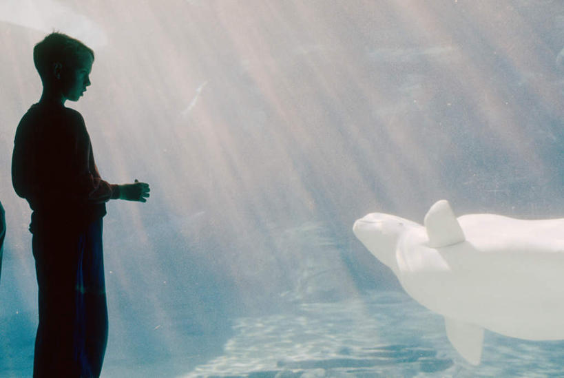 游泳,西方人,儿童,一个人,站,横图,室内,白天,旅游,度假,纯洁,海底,水下,美景,哺乳动物,鲸鱼,欧洲,加拿大,欧洲人,仅一个男性,仅一个人,一头,服装,景观,水底,背光,注视,休闲装,娱乐,海洋生物,小孩,背面,衣服,自然,观察,看,站着,仅一个小孩,享受,休闲,休闲服,景色,放松,可爱,童年,童趣,海底世界,服饰,鲸,观看,察看,北美,北美洲,关注,自然风光,水生动物,美洲,白鲸,水生物,逆光,童真,海底动物,烂漫,无邪,北亚美利加洲,亚美利加洲,泅水,贝鲁卡鲸,卑诗省,不列颠哥伦比亚,不列颠哥伦比亚省,温哥华,拍浮,天真,男孩,男人,男性,白种人,孩子,海床,站立,半身,彩图,男生