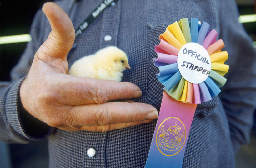 西方人,一个人,站,捧,横图,室外,白天,正面,鸡,欧洲,欧洲人,仅一个男性,仅一个人,仅一个中年男性,英文,标志,丝绸,丝带,文字,字符,字母,缎带,标识,家禽,绸带,一只,动物,站着,牲畜,英文字母,奖状,雏鸡,男人,男性,中年男性,白种人,端,端着,捧着,手捧,站立,半身,彩图