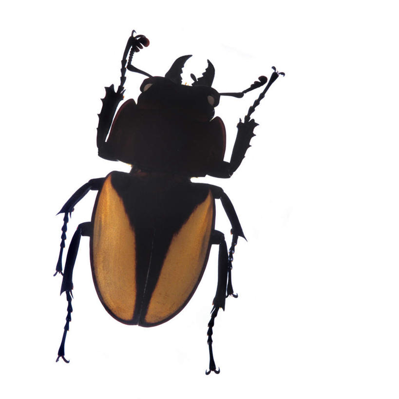 无人,方图,俯视,室内,特写,白天,白色背景,昆虫,甲壳虫,注视,一只,爬行,黄色,黑色,动物,观察,看,摄影,影棚,观看,察看,关注,甲虫,匍匐,害虫,锹甲虫,锹型虫,锹型甲,彩图,高角度拍摄,全身,影棚拍摄,拍摄