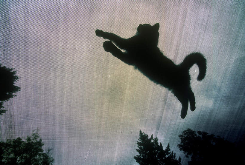 无人,跳,横图,室外,特写,白天,仰视,蹦床,日落,植物,宠物,猫,晚霞,霞光,落日,背光,注视,运动器械,树,树木,一只,绿色,自然,黄昏,动物,观察,看,健身器械,彩霞,可爱,生长,成长,观看,察看,关注,健身器材,猫咪,逆光,夕照,夕阳,跳跃,彩图,低角度拍摄,全身,斜阳,运动器材