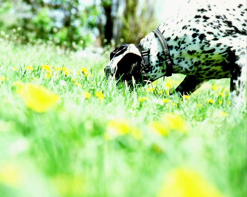 无人,站,横图,室外,特写,白天,侧面,爱情,草地,草坪,植物,蒲公英,宠物,狗,阴影,朦胧,模糊,盛开,光线,影子,斑点狗,大麦町犬,花蕾,注视,闻,草,花,花瓣,花朵,鲜花,树,树木,一只,绿色,阳光,自然,动物,花苞,花蕊,低头,观察,看,站着,可爱,生长,成长,观看,察看,嗅,关注,忠诚,开朗,斑点犬,蒲公草,尿床草,犬,站立,半身,彩图