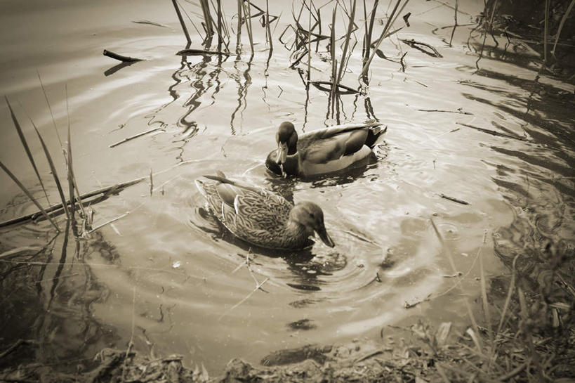 游泳,无人,横图,俯视,室外,白天,旅游,度假,草地,草坪,河流,美景,水,植物,鸟,朦胧,模糊,鸟类,鸭,鸭子,河水,景观,水流,娱乐,家禽,草,绿色,倒影,自然,动物,享受,休闲,景色,放松,牲畜,倒映,自然风光,绿头鸭,泅水,大红腿鸭,大绿头,大麻鸭,对鸭,反照,拍浮,官鸭,彩图,高角度拍摄,全身