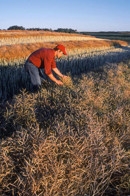 西方人,手,一个人,农田,站,竖图,室外,白天,侧面,庄稼,农作物,小麦,帽子,欧洲,欧洲人,仅一个男性,仅一个人,弯腰,握,阴影,服装,丰收,光线,影子,谷物,拿,拿着,休闲装,仅一个年轻男性,衣服,蓝色,蓝天,天空,阳光,遮阳帽,天,站着,休闲,手部,休闲服,稻谷,稻子,握着,服饰,麦子,收获,晴朗,万里无云,弯身,劳作,男人,男性,年轻男性,白种人,晴空,晴空万里,站立,半身,彩图,耕地,庄稼田