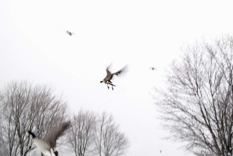 无人,横图,室外,白天,仰视,旅游,度假,美景,树林,植物,鸟,四只,飞翔,伸展,张开,展翅,阴影,飞行,光线,翅膀,鸟类,影子,景观,翱翔,娱乐,飞,树,树木,蓝色,绿色,蓝天,天空,阳光,自然,天,享受,休闲,景色,放松,生长,晴朗,成长,雁,自然风光,张开翅膀,黑雁,加拿大黑雁,万里无云,加拿大雁,展开翅膀,晴空,晴空万里,半身,彩图,低角度拍摄