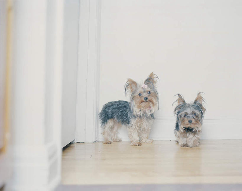 无人,站,横图,室内,白天,正面,地板,宠物,狗,阴影,光线,影子,墙,灯光,梗犬,雪纳瑞,地面,注视,木地板,墙壁,墙面,动物,观察,回头,看,站着,转头,两只,可爱,观看,察看,关注,雪纳瑞犬,忠诚,雪纳瑞狗,犬,站立,彩图,全身