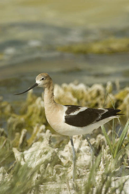 无人,站,竖图,俯视,室外,白天,旅游,度假,草地,草坪,石头,美景,植物,鸟,阴影,朦胧,模糊,光线,鸟类,石子,影子,景观,注视,娱乐,草,一只,绿色,阳光,自然,观察,看,站着,享受,休闲,景色,放松,可爱,观看,察看,关注,自然风光,矶鹞,鹬,石块,站立,彩图,高角度拍摄,全身