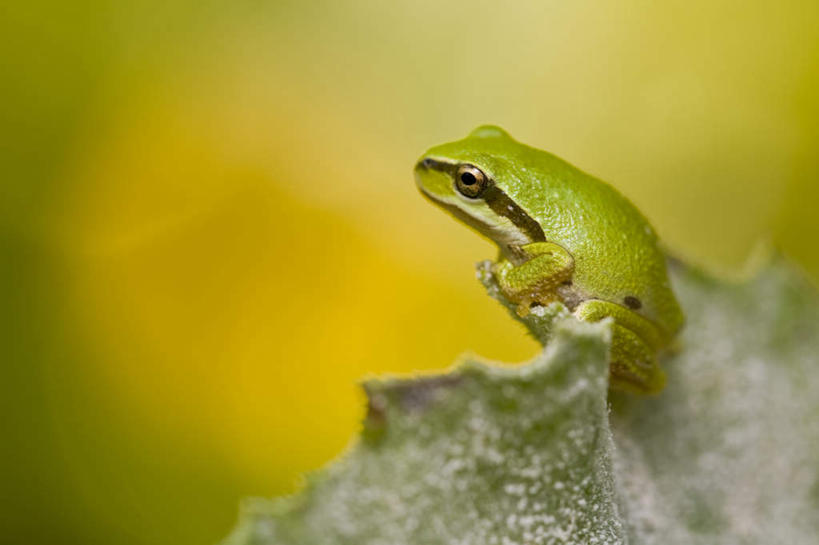 无人,横图,俯视,室外,特写,白天,旅游,度假,草地,草坪,石头,美景,植物,青蛙,野生动物,加拿大,朦胧,模糊,树蛙,石子,景观,注视,娱乐,草,一只,绿色,自然,动物,观察,看,趴着,享受,休闲,景色,放松,可爱,活泼,观看,察看,北美,北美洲,关注,自然风光,美洲,北亚美利加洲,亚美利加洲,美国树蛙,卑诗省,不列颠哥伦比亚,不列颠哥伦比亚省,石块,岩石,趴,彩图,高角度拍摄,全身