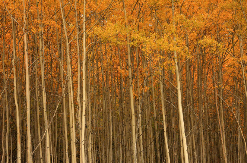 无人,横图,室外,白天,正面,旅游,度假,美景,秋季,植物,加拿大,阴影,光线,影子,景观,娱乐,树,树木,黄色,阳光,自然,享受,休闲,景色,放松,生长,成长,北美,北美洲,自然风光,美洲,白杨,北亚美利加洲,亚美利加洲,育空,育空地区,秋,秋天,彩图