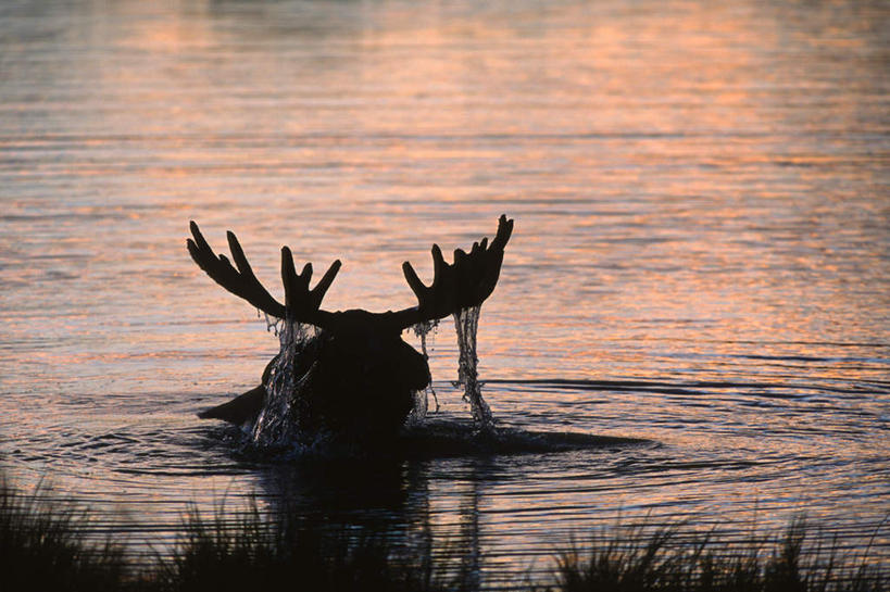 脸,头,脸颊,无人,横图,室外,白天,正面,旅游,度假,草地,草坪,海浪,海洋,美景,日落,植物,哺乳动物,鹿,野生动物,加拿大,阴影,光线,影子,景观,浪花,晚霞,霞光,落日,背光,注视,娱乐,草,一只,绿色,阳光,自然,海水,黄昏,动物,观察,看,享受,休闲,景色,彩霞,放松,可爱,活泼,观看,察看,北美,北美洲,关注,自然风光,美洲,逆光,海景,首府,北亚美利加洲,亚美利加洲,育空,育空地区,白马市,怀特霍斯,夕照,头部,脸部,脸蛋,面部,大海,风浪,海,海水的波动,近岸浪,涌浪,夕阳,半身,彩图,斜阳