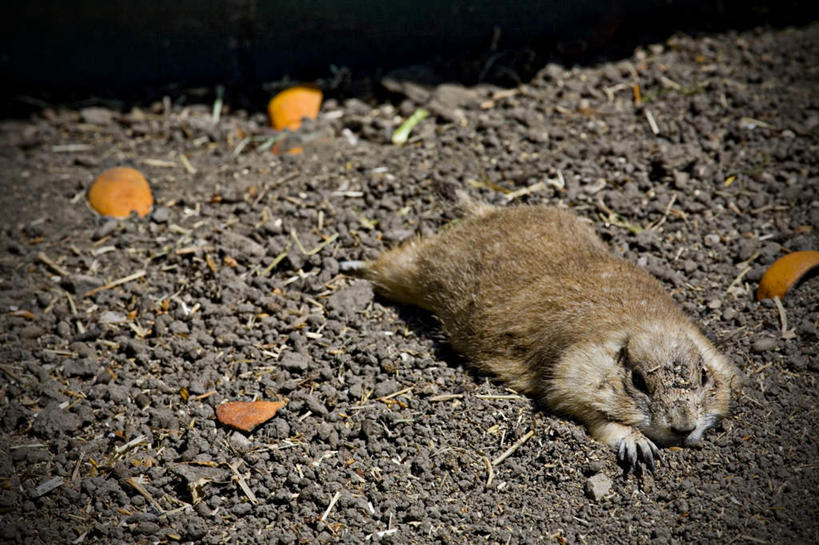 无人,横图,俯视,室外,特写,白天,旅游,度假,石头,美景,野生动物,叶子,加拿大,阴影,光线,石子,影子,景观,褐色,枯叶,落叶,娱乐,一只,阳光,自然,动物,松鼠,趴着,享受,休闲,景色,放松,可爱,活泼,北美,北美洲,自然风光,美洲,地松鼠,北亚美利加洲,亚美利加洲,萨省,萨斯喀彻温省,萨斯卡通,叶,叶片,石块,趴,彩图,高角度拍摄,全身