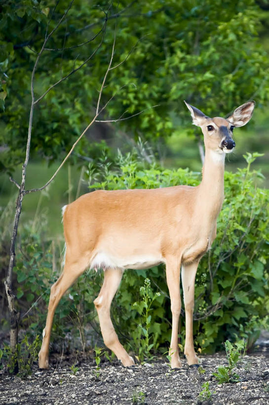 无人,站,竖图,室外,白天,侧面,旅游,度假,美景,植物,哺乳动物,鹿,野生动物,加拿大,一头,阴影,光线,影子,景观,泥土,土壤,棕色,扭头,注视,娱乐,树,树木,绿色,阳光,自然,动物,观察,看,站着,转头,享受,休闲,景色,放松,可爱,活泼,生长,成长,观看,察看,北美,北美洲,关注,自然风光,美洲,省会,北亚美利加洲,亚美利加洲,马尼托巴,马尼托巴省,曼尼托巴省,温尼伯,站立,彩图,全身