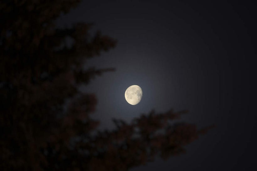 无人,横图,室外,夜晚,仰视,旅游,度假,美景,植物,加拿大,景观,月亮,月光,娱乐,树,树木,绿色,自然,享受,休闲,景色,放松,生长,成长,明亮,北美,北美洲,自然风光,美洲,北亚美利加洲,亚美利加洲,皎洁,育空,育空地区,彩图,低角度拍摄,一轮