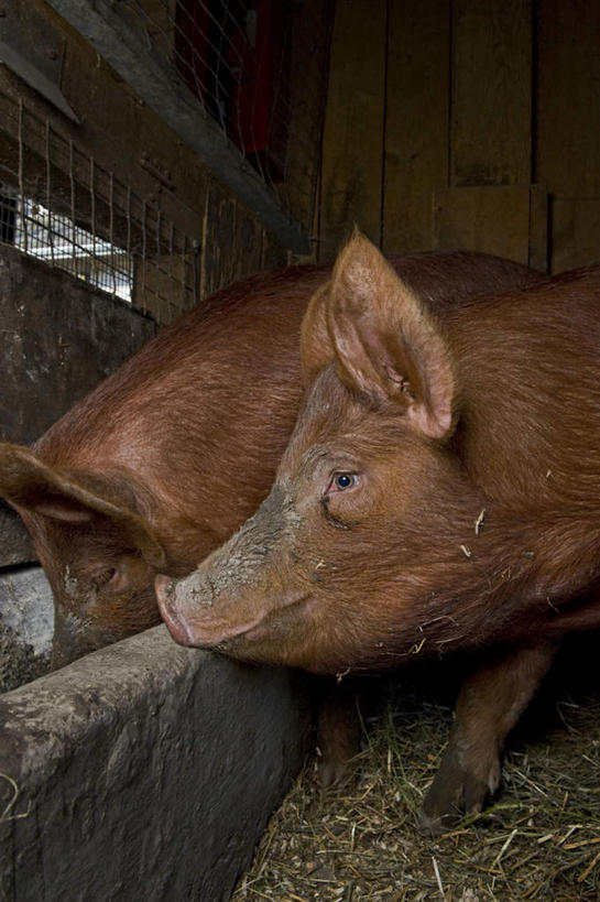 无人,农场,栏杆,竖图,室内,白天,侧面,畜牧业,牧场,植物,猪,枯萎,围栏,枯草,护栏,草,黄色,动物,两只,家畜,牲畜,畜牧,牧业,半身,彩图