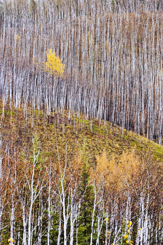 无人,竖图,俯视,室外,白天,旅游,度假,草地,草坪,美景,植物,加拿大,阴影,光线,影子,景观,娱乐,草,树,树木,绿色,阳光,自然,享受,休闲,景色,放松,生长,成长,北美,北美洲,自然风光,美洲,北亚美利加洲,亚美利加洲,育空,育空地区,彩图,高角度拍摄