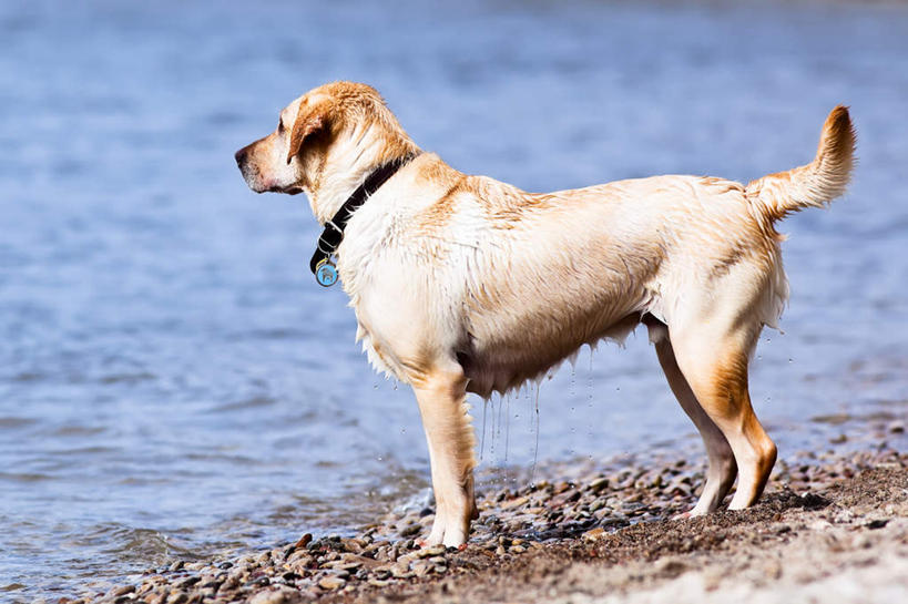 无人,站,横图,室外,白天,侧面,海浪,海洋,沙滩,宠物,狗,加拿大,朦胧,模糊,沙子,海岸,浪花,沙地,拉布拉多,注视,拉布拉多猎犬,一只,海水,动物,观察,看,站着,可爱,观看,察看,北美,北美洲,关注,美洲,拉布拉多犬,海景,忠诚,省会,北亚美利加洲,亚美利加洲,马尼托巴,马尼托巴省,曼尼托巴省,温尼伯,大海,风浪,海,海水的波动,海滩,近岸浪,涌浪,犬,站立,彩图,全身