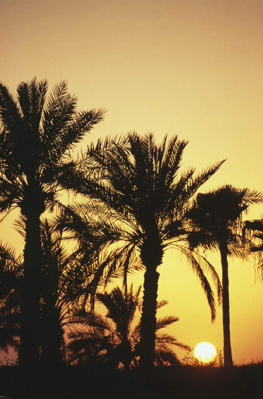 无人,竖图,室外,白天,仰视,日落,植物,棕榈树,叶子,阿联酋,亚洲,晚霞,霞光,落日,绿叶,背光,树,树木,绿色,天空,自然,黄昏,天,嫩叶,彩霞,生长,成长,西亚,逆光,阿拉伯联合酋长国,迪拜,棕榈叶,夕照,杜拜,叶,叶片,夕阳,彩图,低角度拍摄,斜阳