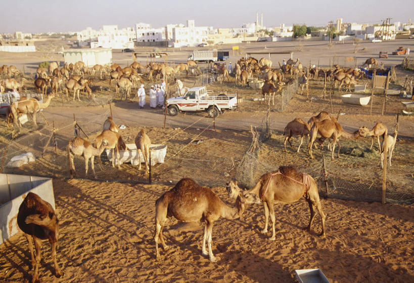 无人,家,站,横图,俯视,室外,白天,荒凉,汽车,野生动物,阿联酋,亚洲,阴影,光线,影子,房屋,屋子,荒野,首都,楼房,骆驼,住宅,车,阳光,动物,交通工具,轿车,站着,运输,载具,西亚,荒原,阿拉伯联合酋长国,阿布扎比,沙漠之舟,双峰骆驼,冷落,阿布达比,荒芜,站立,彩图,高角度拍摄,全身,房子