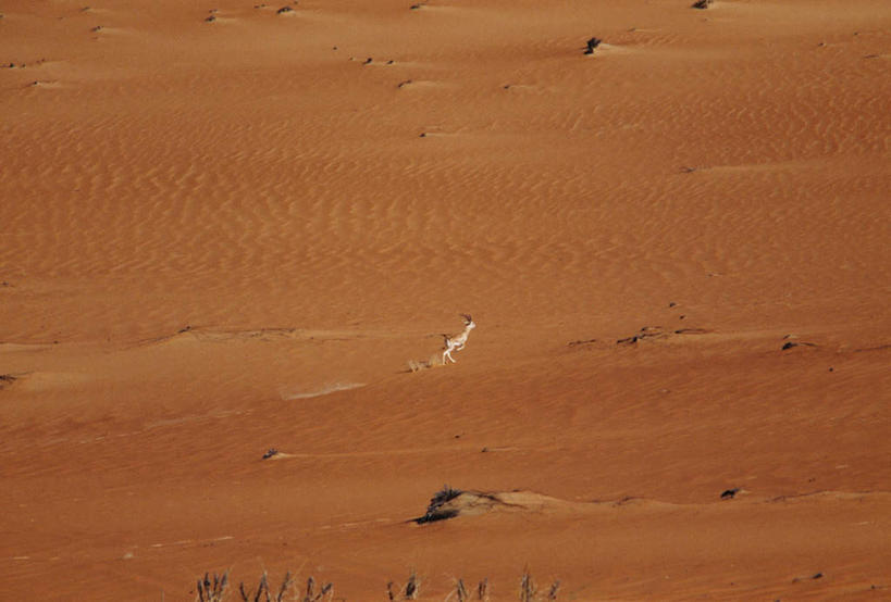 无人,横图,俯视,室外,白天,旅游,度假,荒凉,美景,沙漠,阴影,光线,纹理,影子,景观,荒漠,娱乐,黄色,阳光,自然,享受,休闲,景色,放松,自然风光,荒原,冷落,大漠,荒芜,砂漠,彩图,高角度拍摄