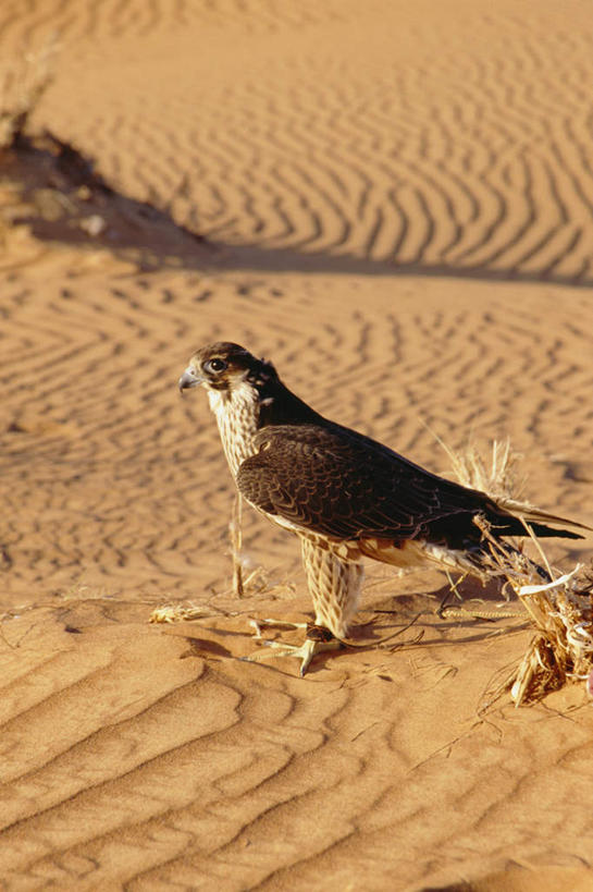 无人,站,竖图,室外,白天,侧面,荒凉,沙漠,鸟,羽毛,阴影,轻盈,柔软,光线,鸟类,纹理,影子,荒漠,一只,黄色,阳光,站着,荒原,轻柔,冷落,大漠,荒芜,砂漠,站立,彩图,全身
