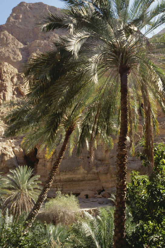 无人,竖图,室外,白天,正面,旅游,度假,美景,植物,棕榈树,叶子,阿曼,亚洲,阴影,光线,影子,景观,绿叶,娱乐,树,树木,绿色,阳光,自然,享受,休闲,嫩叶,景色,放松,生长,成长,自然风光,西亚,棕榈叶,阿曼苏丹国,叶,叶片,彩图