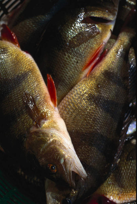 海鲜,无人,竖图,俯视,室内,白天,一堆,许多,堆叠,堆积,丰富,鱼,很多,丰盛,水产,鱼类,海洋生物,堆,死亡,水生动物,海产品,水生物,海底动物,殒命,灭亡,臭味,丰硕,丰厚,富厚,厚实,半身,彩图,高角度拍摄