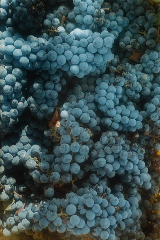 无人,果园,竖图,室外,特写,白天,正面,田园,葡萄,一堆,许多,阴影,堆叠,堆积,丰富,光线,影子,很多,丰盛,葡萄园,阳光,庄园,堆,丰硕,丰厚,富厚,厚实,山葫芦,蒲桃,草龙珠,彩图