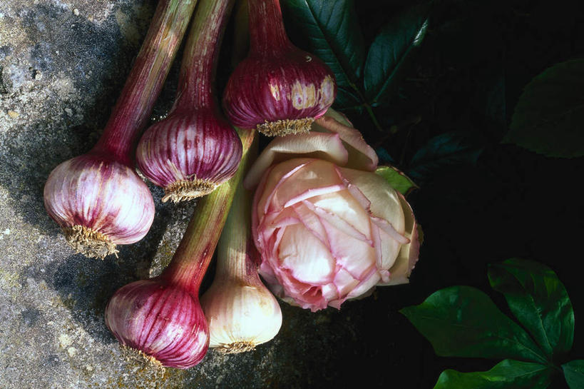 无人,横图,俯视,室内,白天,旅游,度假,石头,美景,蒜,叶子,阴影,光线,石子,影子,景观,美味,绿叶,蒜头,娱乐,阳光,自然,享受,休闲,嫩叶,景色,放松,自然风光,胡蒜,甘旨,厚味,鲜味,叶,叶片,石块,岩石,大蒜,彩图,高角度拍摄