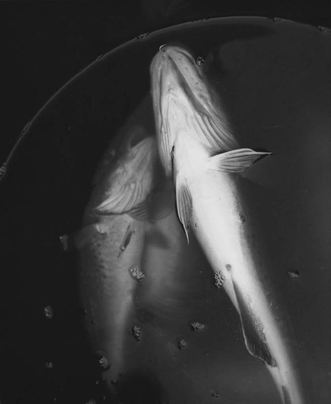 无人,竖图,俯视,黑白,室外,白天,一条,鱼,鱼类,海洋生物,死亡,水生动物,水生物,海底动物,殒命,灭亡,高角度拍摄,全身