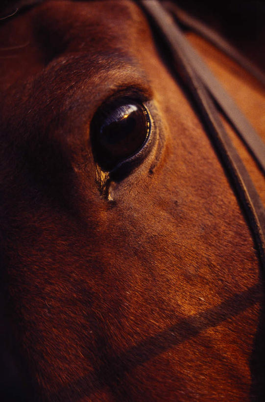 眼睛,眉毛,睫毛,竖图,室外,白天,正面,马,野生动物,瞳孔,阴影,光线,影子,注视,一匹,阳光,动物,观察,看,运输,眼部,牲畜,观看,察看,缰绳,关注,睫,眉,眼,眼睫毛,眼眉,半身,彩图,眼眉毛