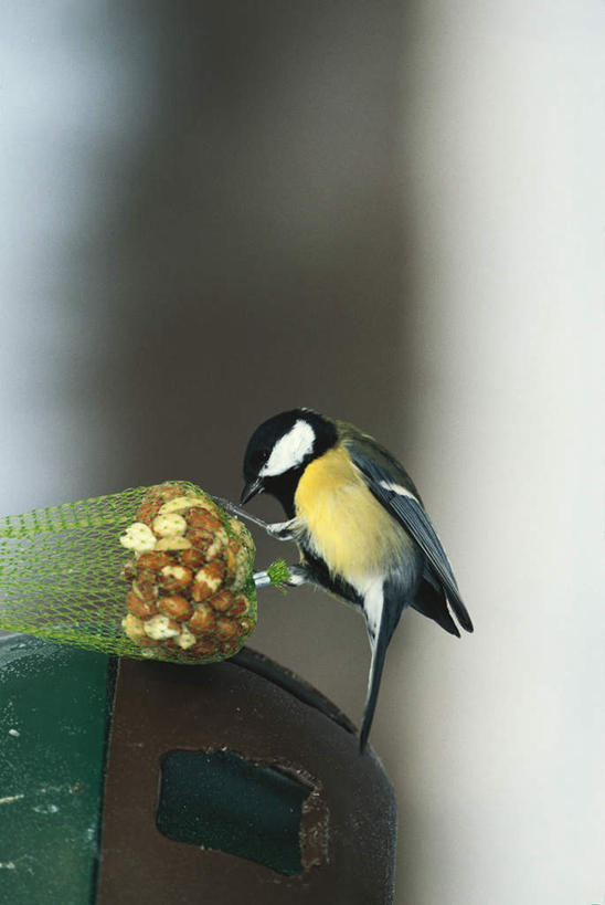 无人,站,竖图,室外,白天,侧面,鸟,一堆,阴影,堆叠,堆积,朦胧,模糊,光线,鸟类,山雀,影子,坚果,果实,松果,注视,一只,阳光,干果,观察,看,站着,渔网,观看,堆,好奇,渔具,察看,松塔,关注,抓捕,捕捞,鱼网,拉网,捕捞工具,白脸山雀,大山雀,站立,彩图,全身