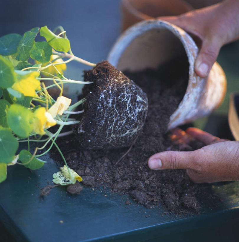 西方人,手,一个人,横图,俯视,室外,白天,植物,叶子,花盆,欧洲,欧洲人,仅一个男性,仅一个人,握,阴影,光线,盆栽,影子,陶瓷,泥土,土壤,绿叶,盆景,陶瓷制品,拿,拿着,仅一个年轻男性,绿色,阳光,自然,手部,嫩叶,握着,倾倒,生长,成长,男人,男性,年轻男性,白种人,叶,叶片,半身,彩图,高角度拍摄