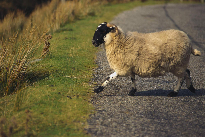 无人,走,横图,室外,白天,侧面,旅游,度假,草地,草坪,美景,植物,道路,路,公路,羊,阴影,光线,影子,景观,交通,注视,娱乐,草,一只,绿色,阳光,自然,动物,观察,看,享受,休闲,家畜,景色,放松,牲畜,观看,察看,关注,自然风光,马路,绵羊,步行,走路,彩图,全身