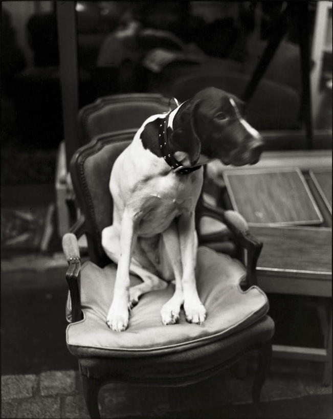 无人,坐,竖图,黑白,室外,白天,侧面,宠物,狗,椅子,阴影,光线,影子,注视,一只,阳光,动物,观察,看,可爱,栖息,观看,察看,关注,忠诚,栖身,项圈,犬,坐着,全身