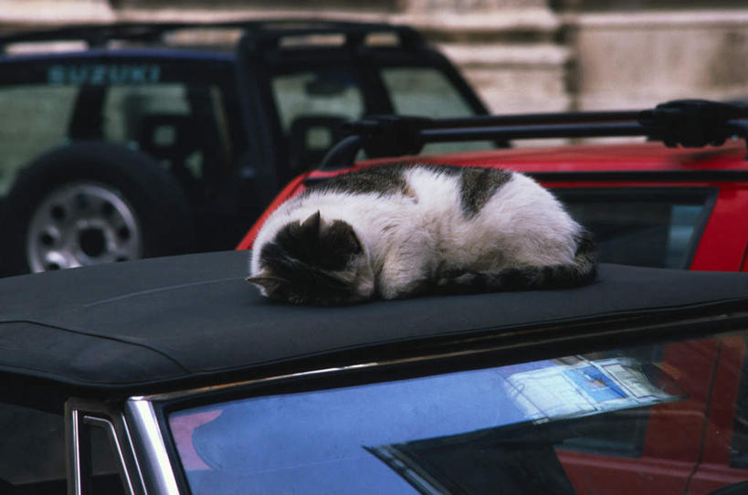 无人,横图,室外,白天,正面,越野车,汽车,宠物,猫,一辆,车,一只,白色,黑色,动物,交通工具,趴着,可爱,载具,猫咪,吉普车,趴,彩图