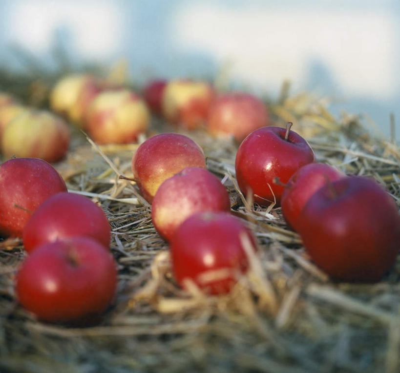 无人,横图,俯视,室外,特写,白天,植物,苹果,水果,一排,收成,阴影,枯萎,新鲜,整齐,并列,并排,光线,影子,生食,食品,枯草,果实,草,食物,排列,黄色,红色,阳光,有机食品,绿色食品,收获,队列,平行,劳绩,彩图,高角度拍摄