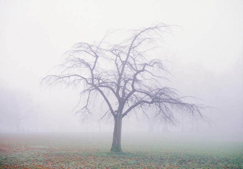 无人,横图,室外,白天,正面,旅游,度假,草地,草坪,美景,植物,雾,覆盖,朦胧,模糊,景观,冬季,冬天,娱乐,草,树,树木,绿色,自然,包围,享受,休闲,景色,放松,生长,成长,迷雾,自然风光,笼罩,大雾,彩图