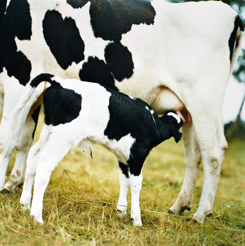 无人,母亲,儿子,站,竖图,室外,白天,侧面,旅游,度假,草地,草坪,美景,植物,牛,阴影,花纹,光线,影子,景观,注视,娱乐,草,绿色,阳光,自然,动物,看,站着,两只,享受,休闲,母子,家畜,景色,放松,母爱,牲畜,关注,自然风光,斑纹,吸吮,奶牛,抬头,仰头,站立,半身,彩图