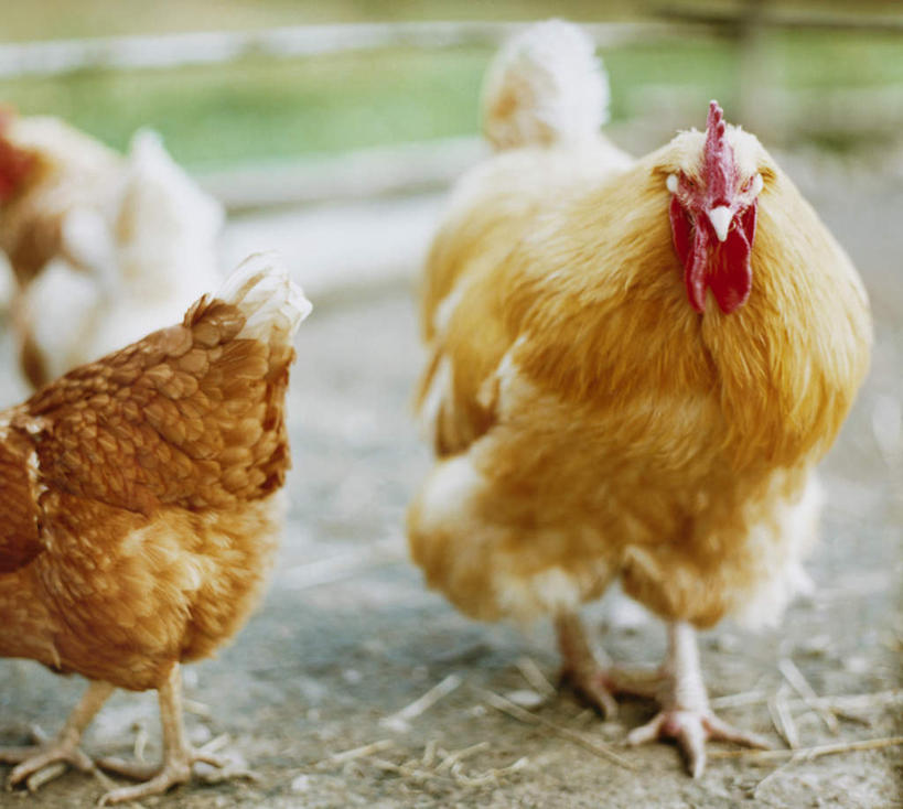 背部,无人,站,横图,室外,白天,正面,旅游,度假,草地,草坪,美景,植物,鸡,羽毛,三只,阴影,朦胧,模糊,轻盈,柔软,光线,影子,景观,鸡冠,注视,娱乐,家禽,草,黄色,红色,绿色,阳光,自然,动物,观察,看,站着,享受,休闲,景色,放松,牲畜,观看,察看,关注,自然风光,轻柔,母鸡,站立,半身,彩图