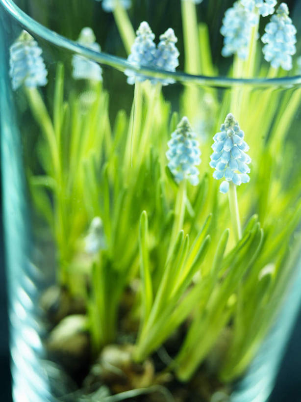 无人,竖图,俯视,室内,白天,爱情,花瓶,阴影,装饰,光线,影子,玻璃制品,蓝色,阳光,玻璃瓶,瓶子,悲伤,华丽,修饰,点缀,忧郁,衬托,美观,雅致,雅观,蓝壶花,蓝瓶花,葡萄百合,葡萄风信子,葡萄麝香兰,葡萄水仙,妒忌,彩图,高角度拍摄